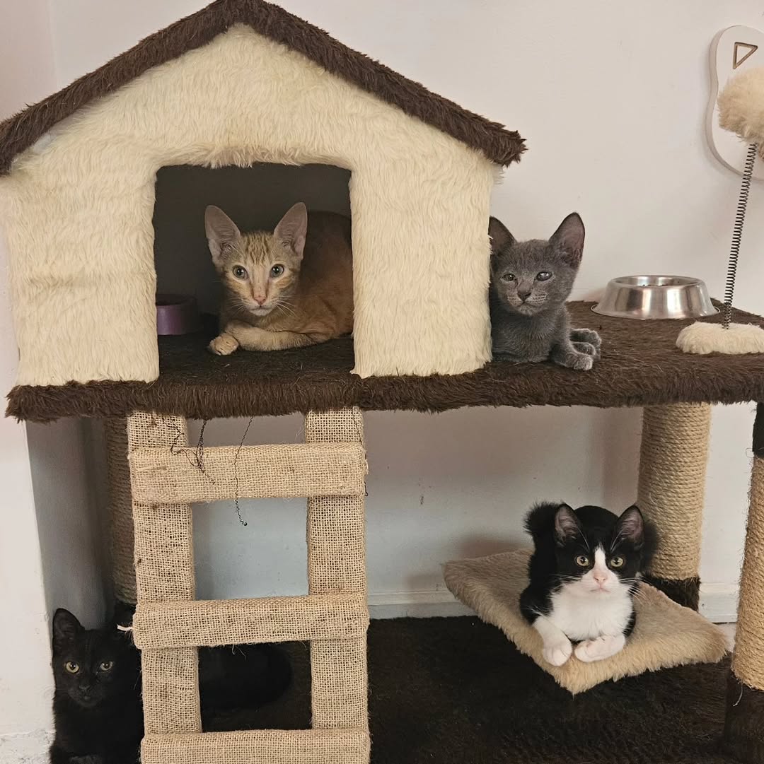 Gatinhos disponíveis para adoção