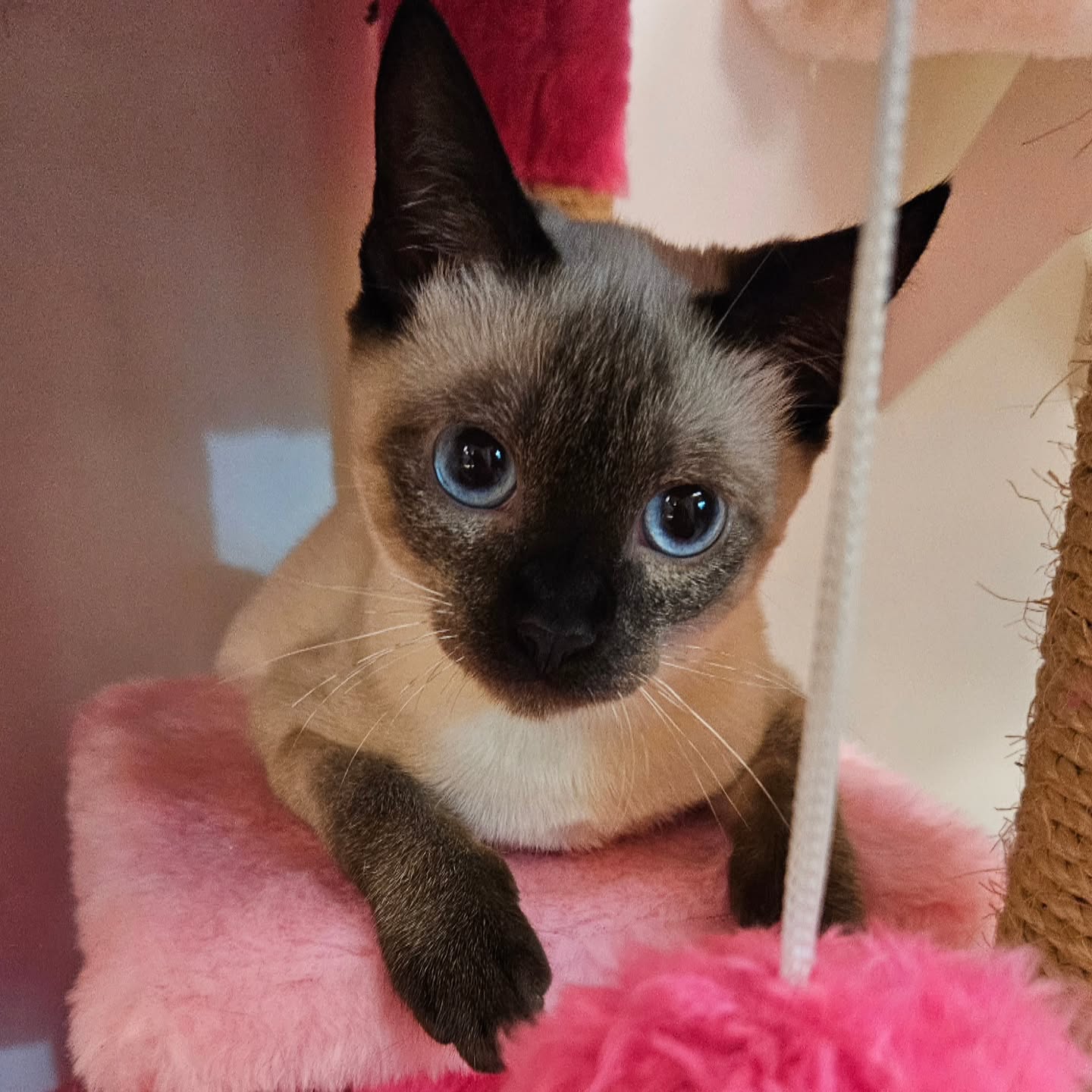 Gatinhos disponíveis para adoção