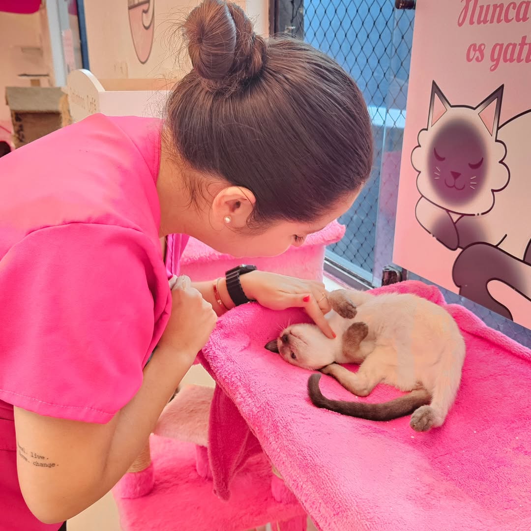 Ambiente aconchegante do Gatinhos Café