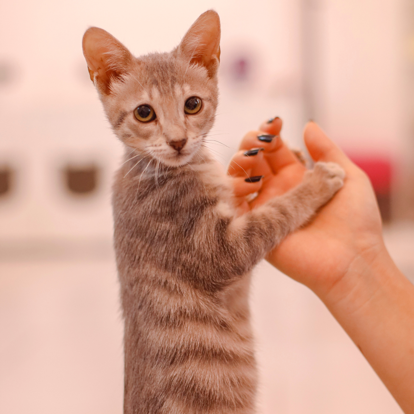 Ambiente interno do Gatinhos Café